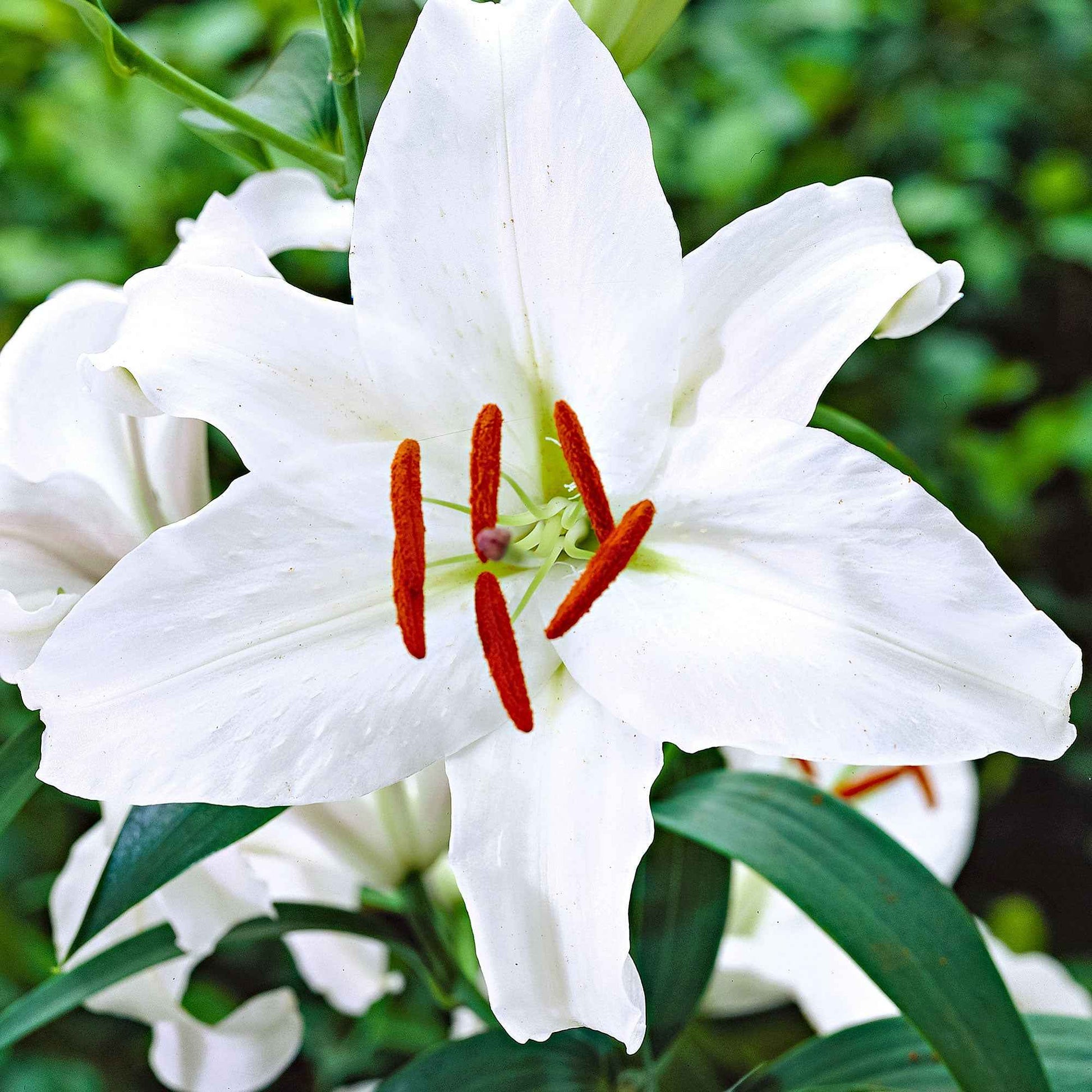5x Lys  Lilium 'Mother's Choice' blanc - Bulbes de fleurs populaires