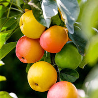 Pommier Malus ‘Sweet Summer‘ - Fruits