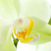 Orchidée papillon Phalaenopsis 'Cali' Blanc-Jaune - Orchidées