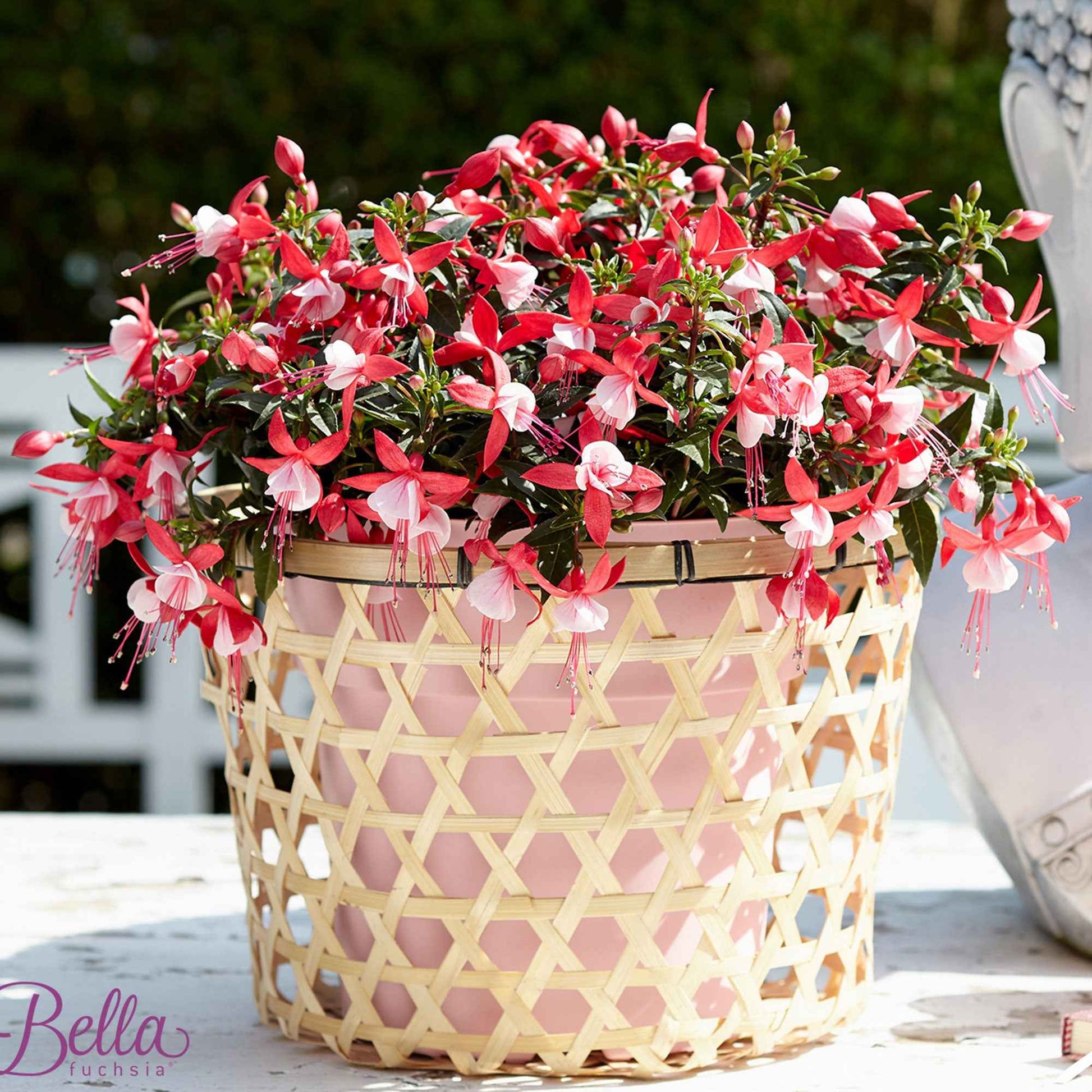 3x Fuchsia 'Evita' rouge-blanc - Fleurs d'été