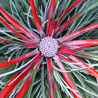Fascicularia bicolor Fascicularia 'Bicolor'  Vert-Rouge - Graminées