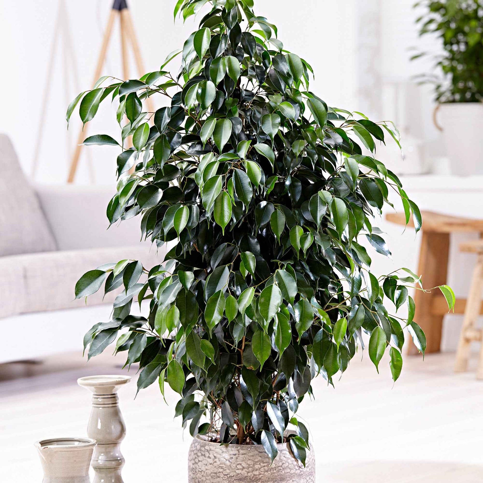 Figuier pleureur Ficus benjamina 'Danielle' avec panier en osier naturel - Grandes plantes d'intérieur
