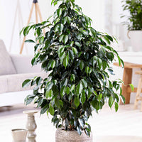 Figuier pleureur Ficus benjamina 'Danielle' avec cache-pot noir - Plantes d'intérieur : les tendances actuelles