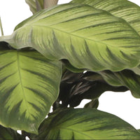 Calathea 'Misto' - Plantes d'intérieur