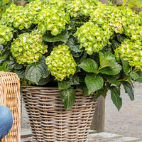 Hortensia paysan Hydrangea 'Vibrant Verde' Vert-Rose - Arbustes fleuris