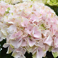 Hortensia paysan Hydrangea 'Elegant Rose' Rose - Buissons fleuris