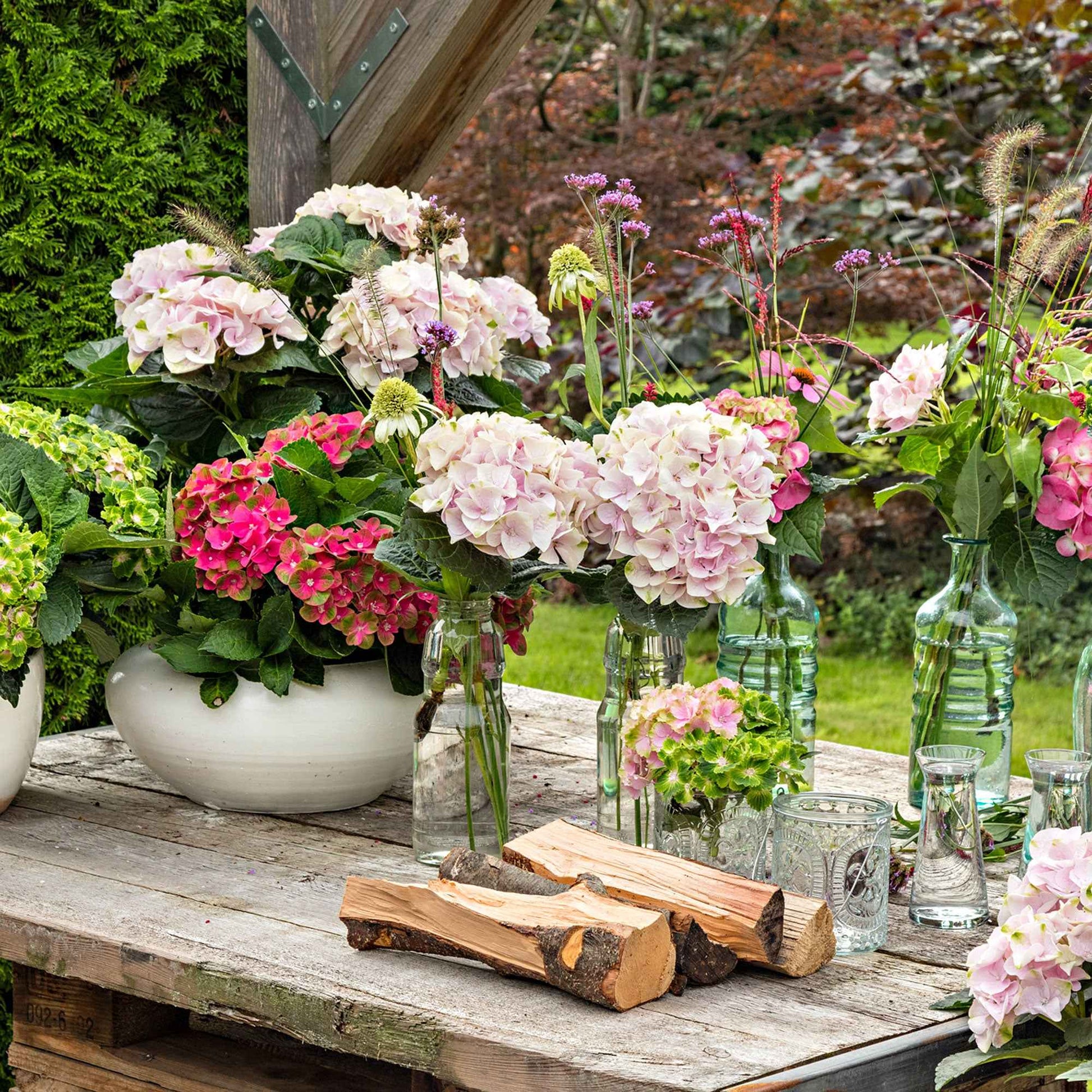 Hortensia paysan Hydrangea 'Elegant Rose' Rose - Arbustes à fleurs