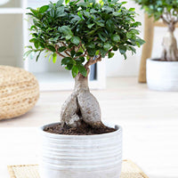 Bonsai Ficus 'Ginseng' pot en béton incluse - Plantes d'intérieur