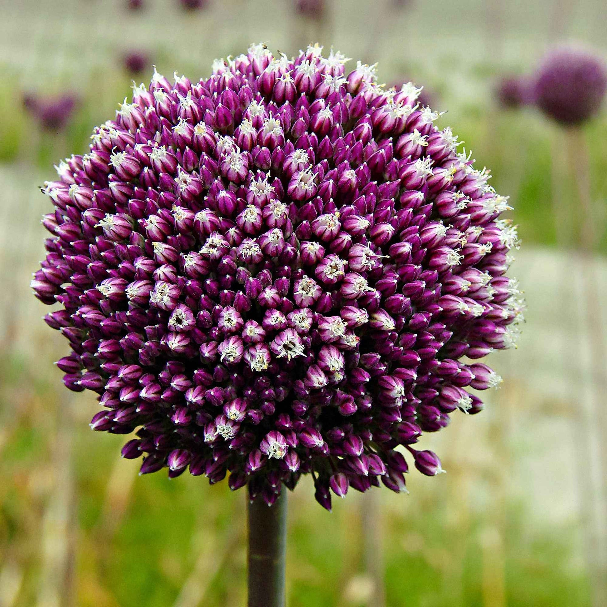 7x Allium ‘Summer Drummer’ Violet-Blanc - Ails d'ornement - Allium