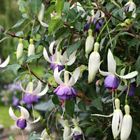 3x Fuchsia 'Delta Sarah' violet-blanc - Caractéristiques des plantes