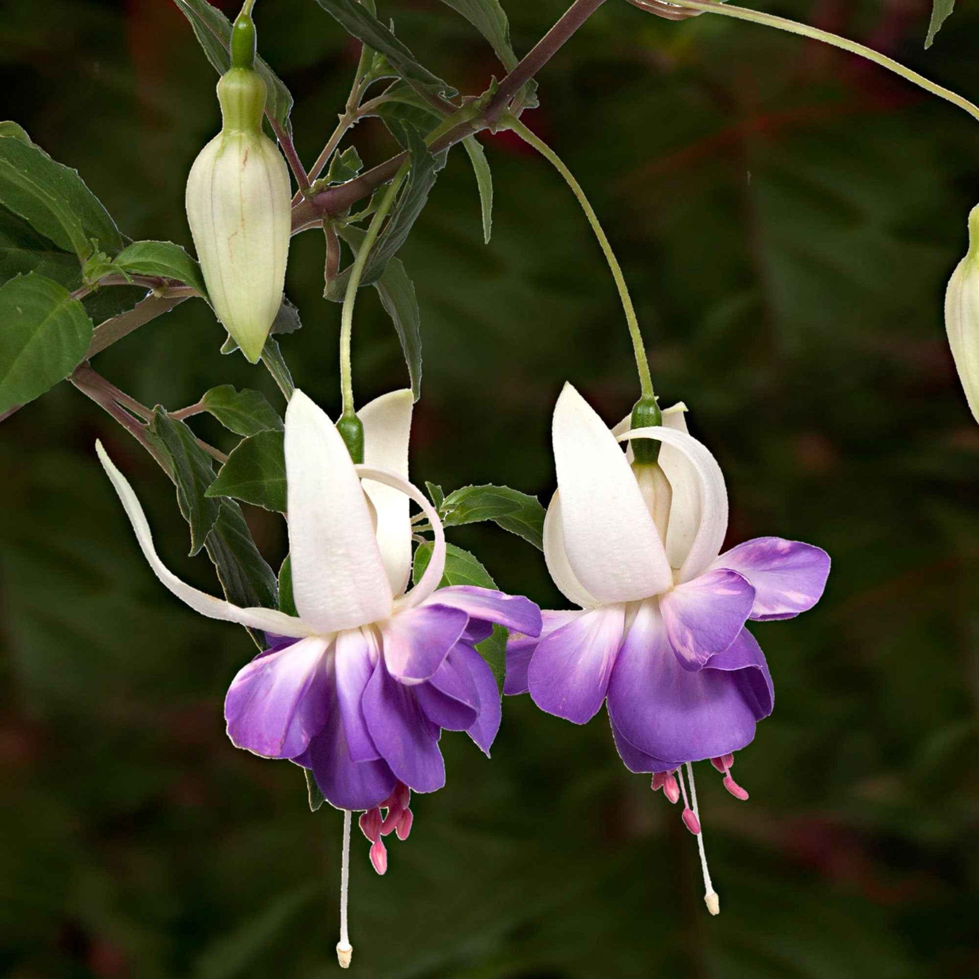 3x Fuchsia 'Delta Sarah' violet-blanc - Fleurs de balcon
