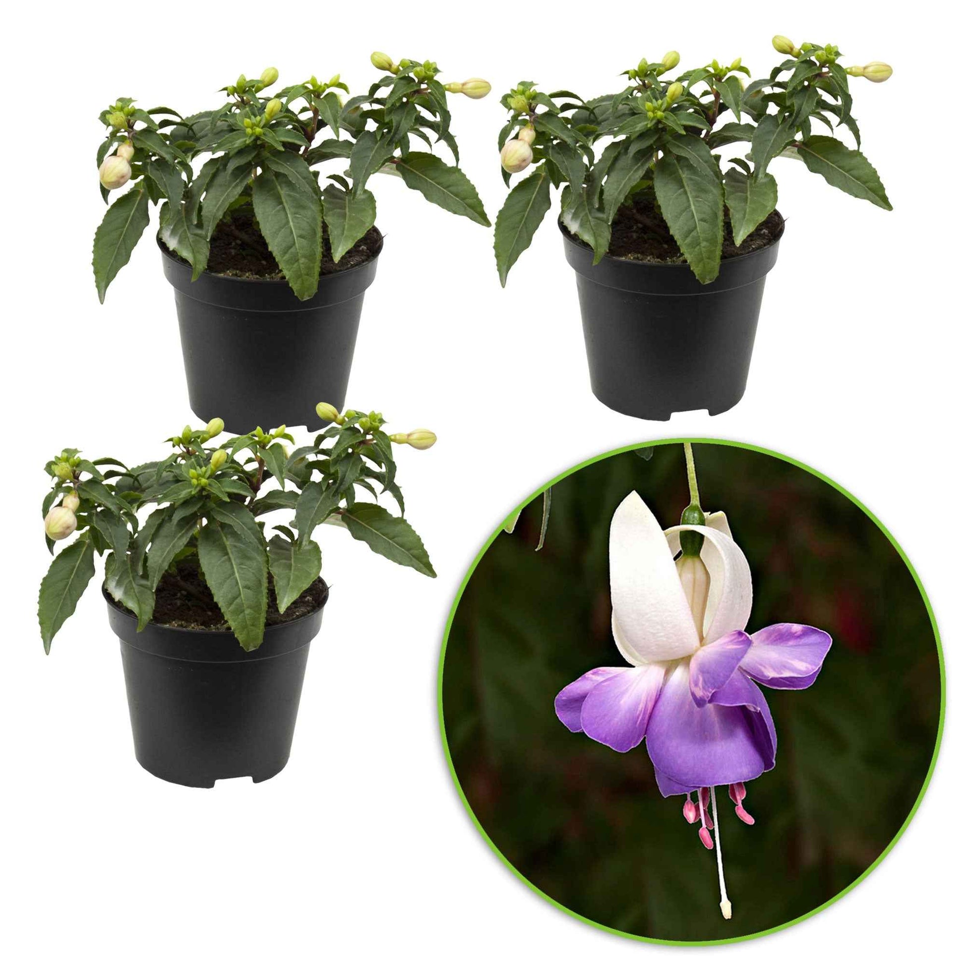 3x Fuchsia 'Delta Sarah' violet-blanc - Fuchsia de Magellan - Fuchsia