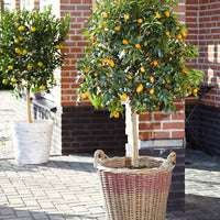 Kumquat Citrus Citrus japonica  sur tige - Plantes d'extérieur