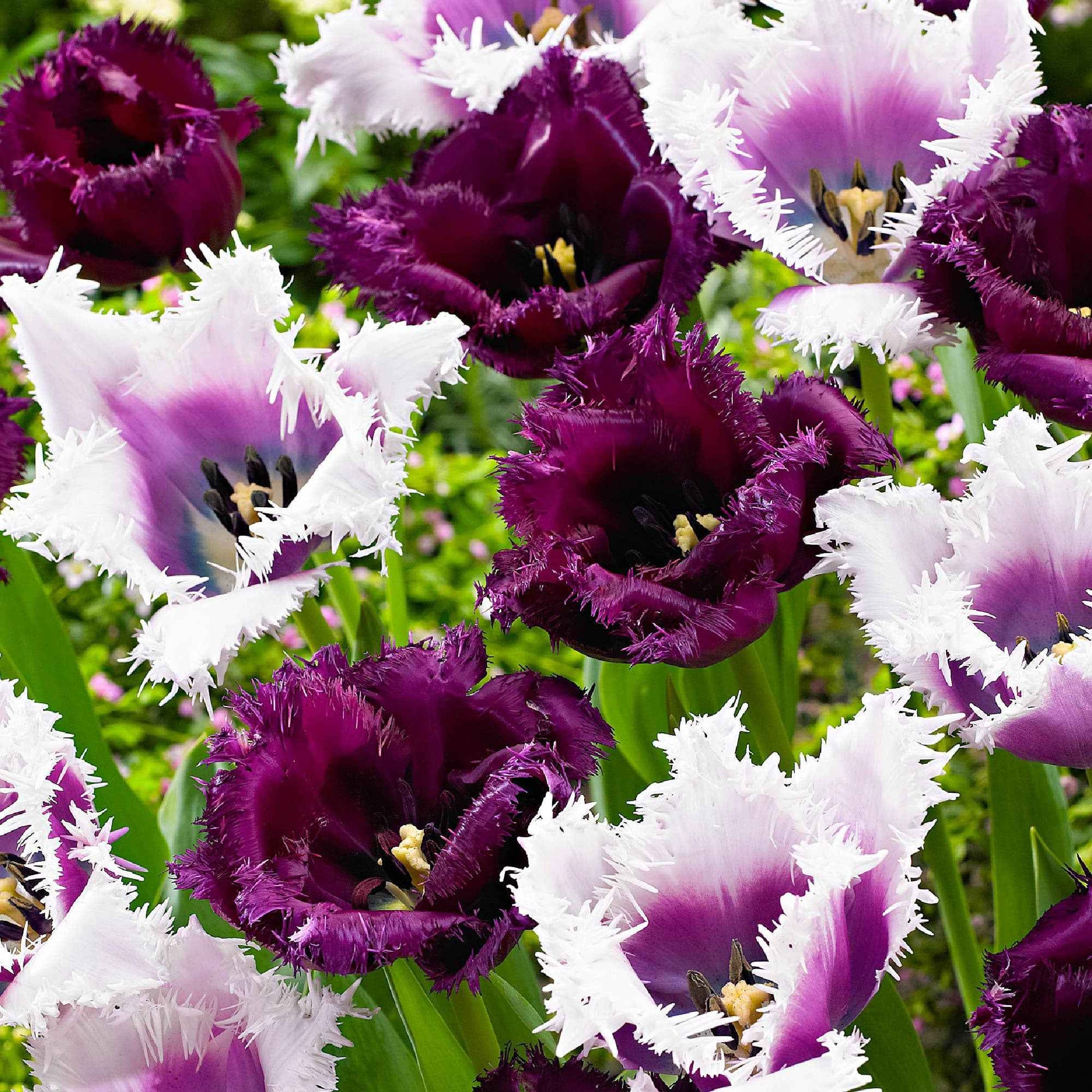 15x Tulipes Tulipa - Mélange 'Van Gogh' violet-blanc - Bulbes de fleurs populaires