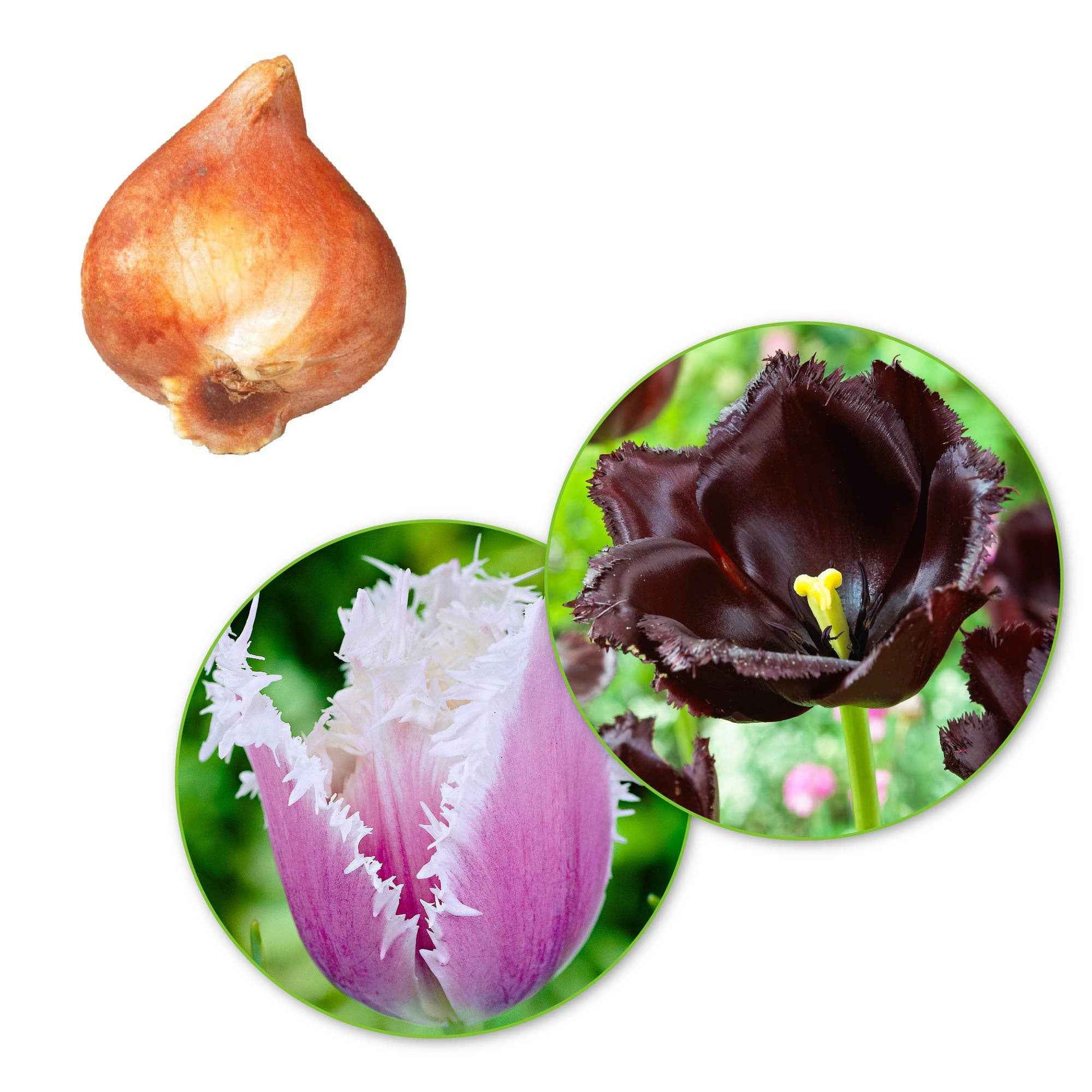 15x Tulipes Tulipa - Mélange 'Van Gogh' violet-blanc - Bulbes de printemps