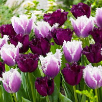 15x Tulipes Tulipa - Mélange 'Van Gogh' violet-blanc - Bulbes à fleurs