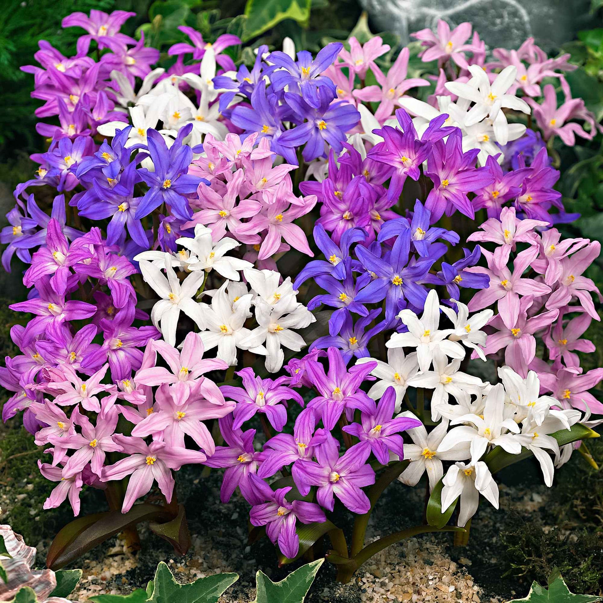 40x Gloire des neiges  Chionodoxa forbesii violet-rose-blanc - Bulbes de fleurs par catégorie