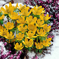 250x Aconit d'hiver - Paquet XL Jaune - Arbustes à papillons et plantes mellifères