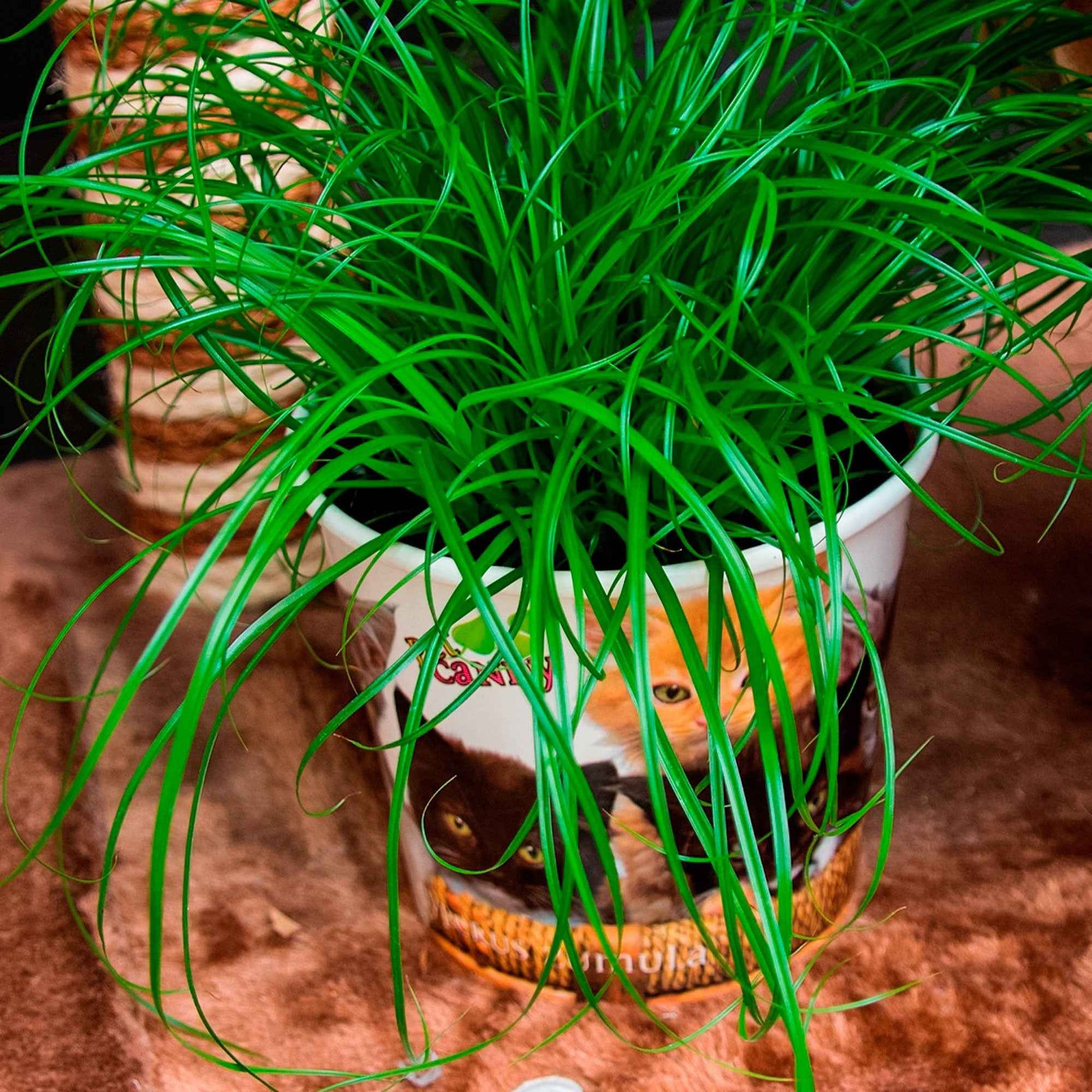 Herbe à chat Cyperus 'Zumula' - Petites plantes d'intérieur
