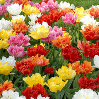 Tulipes doubles hâtives - Paquet XL - Bulbes de fleurs populaires