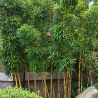 Bambou doré - Arbres et haies