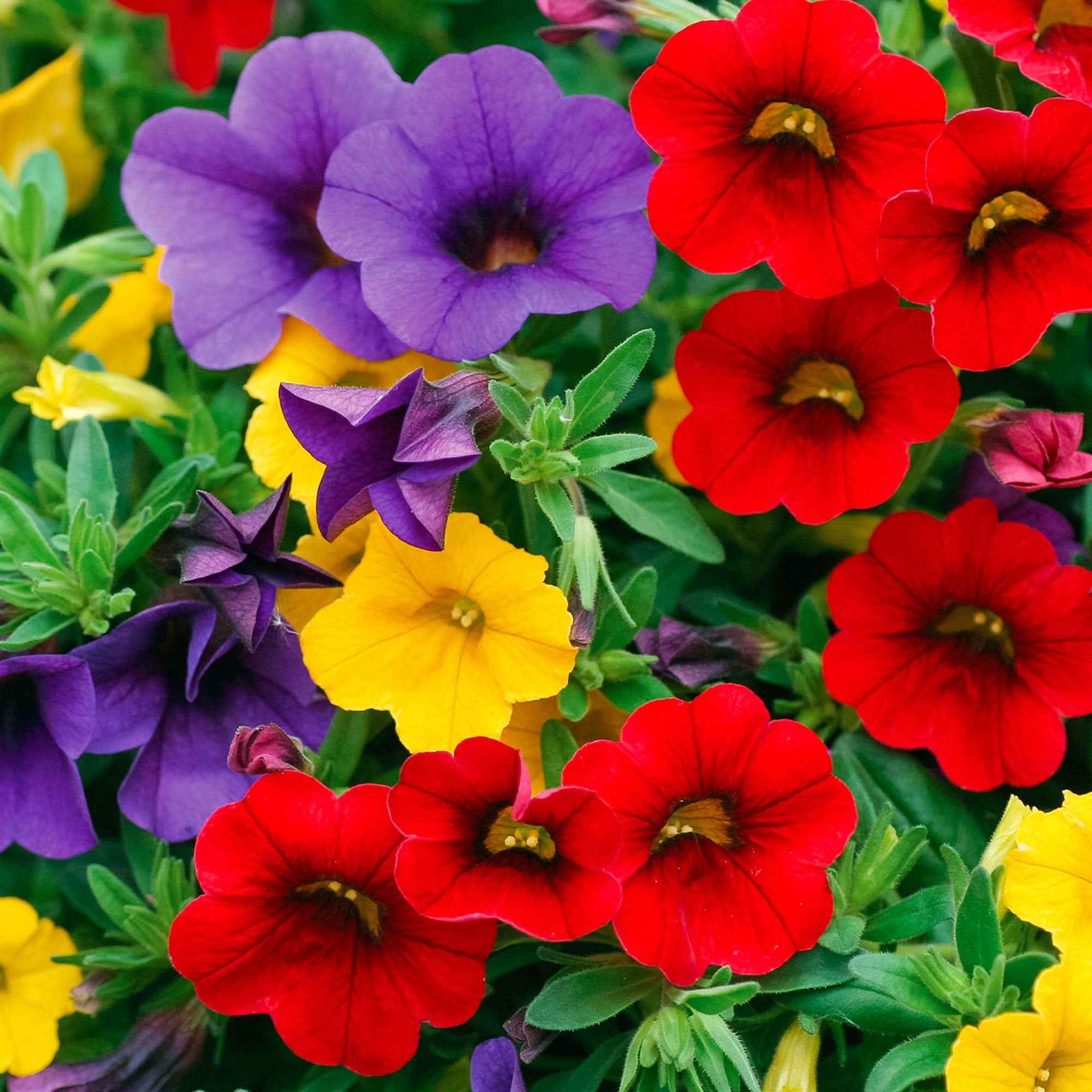 3x Mini pétunia Calibrachoa - Mélange 'Bolero' rouge-jaune-bleu - Fleurs de balcon