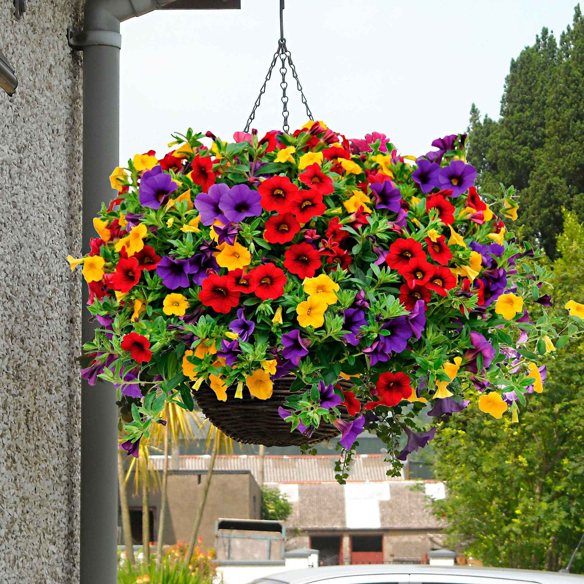 3x Mini pétunia Calibrachoa - Mélange 'Bolero' rouge-jaune-bleu - Fleurs d'été