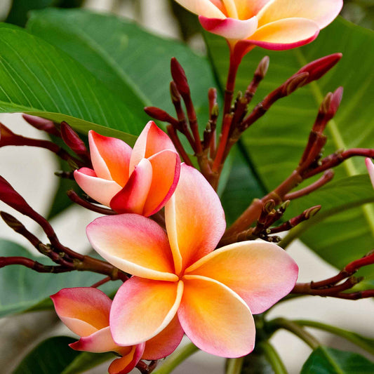 Frangipanier des îles Plumeria rubra Rose - Frangipanier - Plumeria