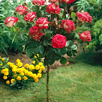 Rosier-tige Rosa 'Nostalgie'®  Multicolore - Arbustes sur tige