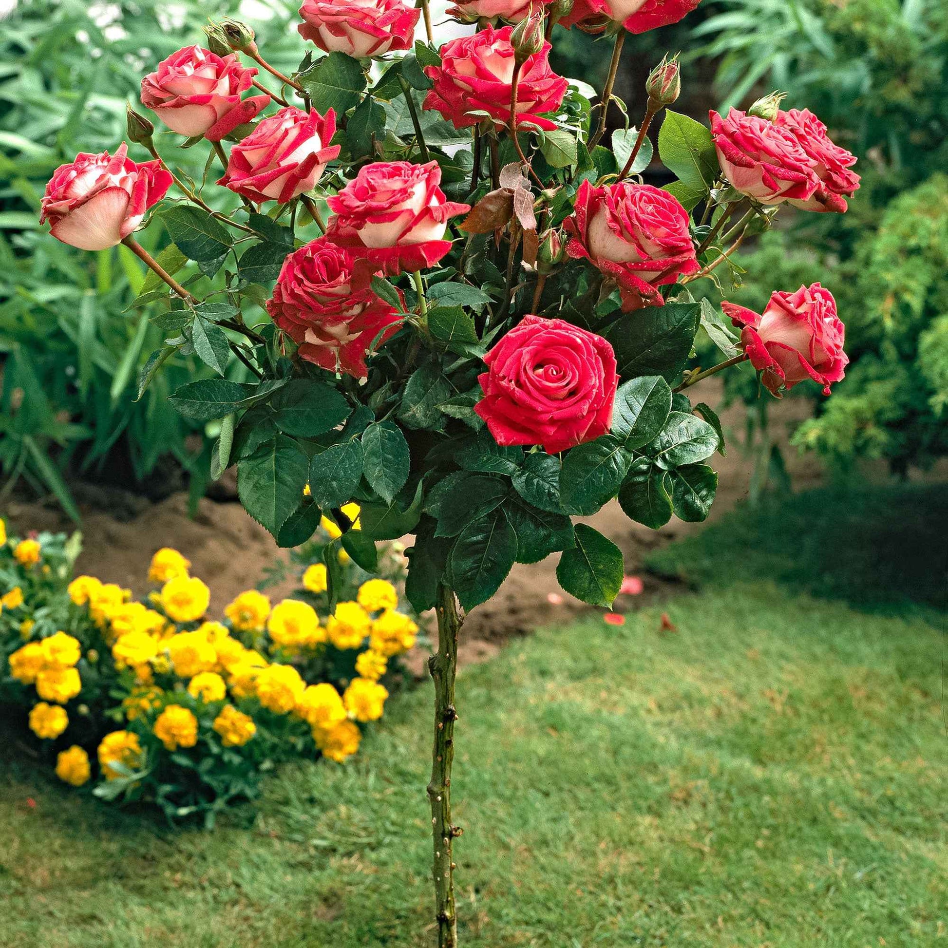 Rosier-tige Rosa 'Nostalgie'®  Multicolore - Arbustes sur tige