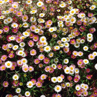 6-pack Vergerette Erigeron kavinskianus Rose-Blanc - Plantes d'extérieur