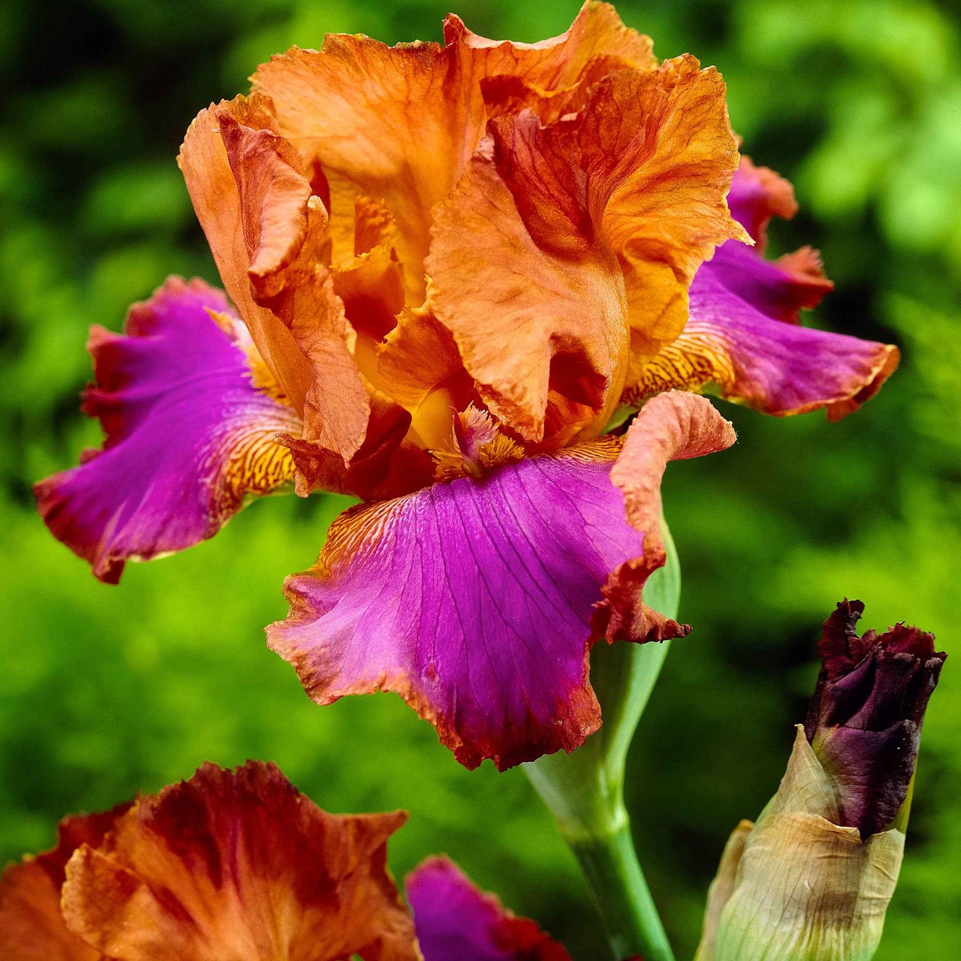 3x Iris barbu 'Battle Star' orangé-violet - Plants à racines nues - Iris