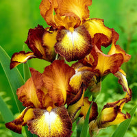 3x Iris barbu 'Spreckles' - Plants à racines nues - Caractéristiques des plantes