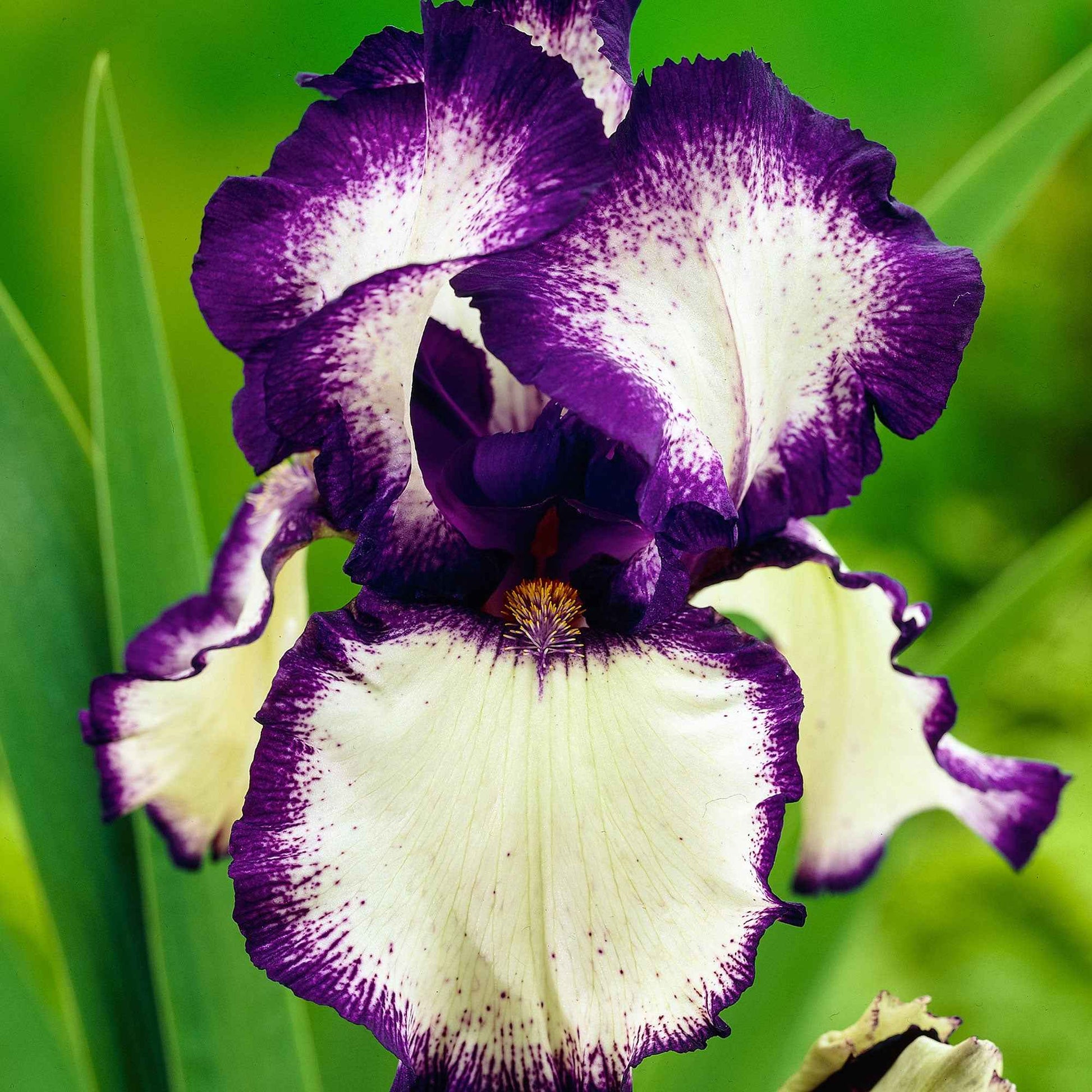 3x Iris barbu 'Loop the Loop' violet-blanc - Plants à racines nues - Caractéristiques des plantes
