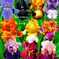 10x Iris germanica - Mélange ‘Flowertastic‘ - Racines nues - Arbustes à papillons et plantes mellifères