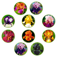 10x Iris germanica - Mélange ‘Flowertastic‘ - Racines nues - Caractéristiques des plantes