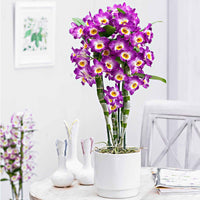Orchidée Dendrobium 'Comet King Akatsuki' Violet-Blanc - Collection colorée
