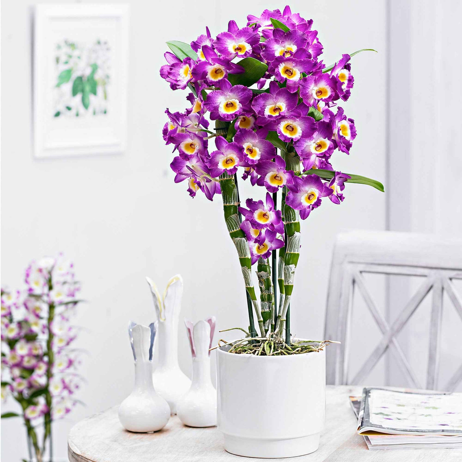 Orchidée Dendrobium 'Comet King Akatsuki' Violet-Blanc - Orchidée - Phalaenopsis