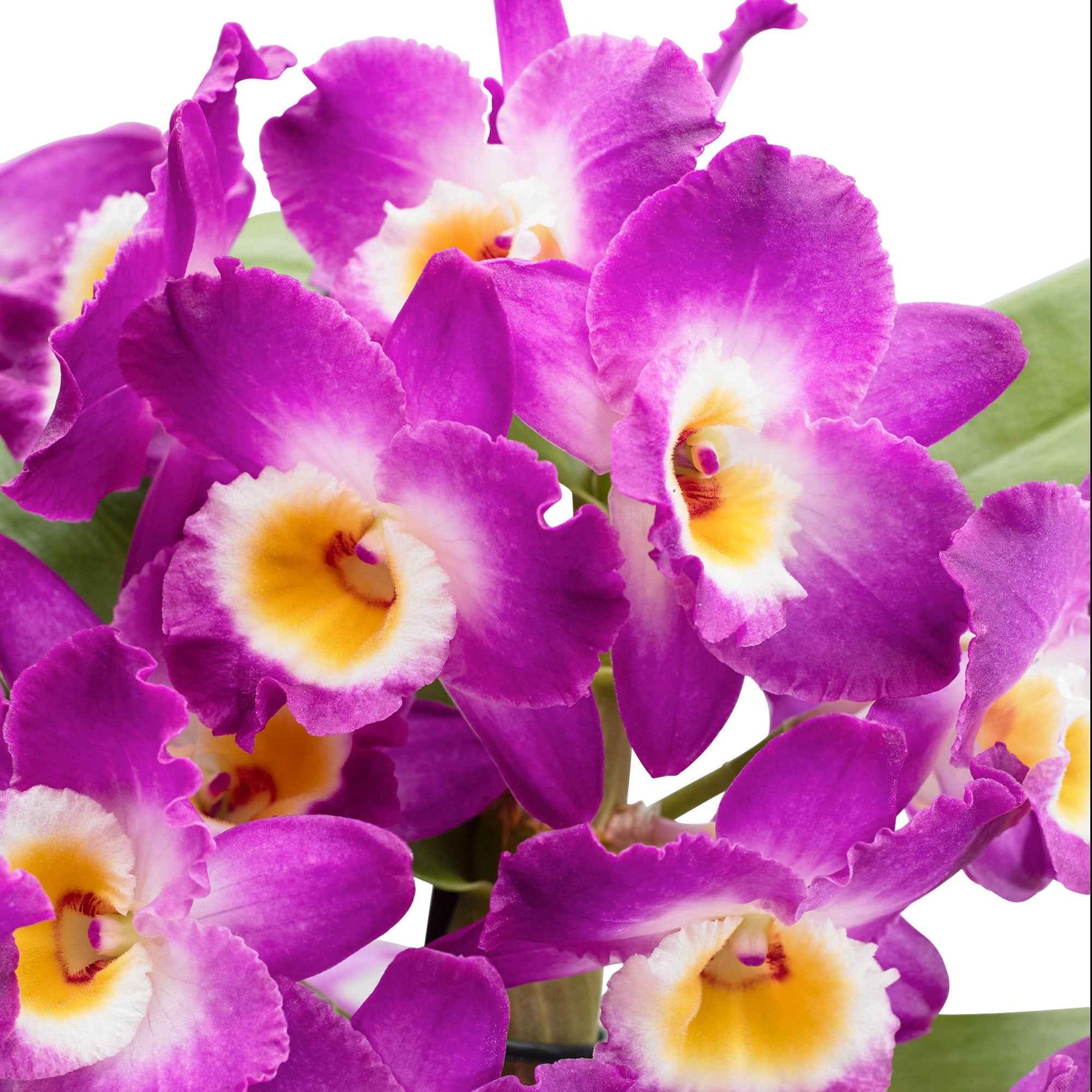 Orchidée Dendrobium 'Comet King Akatsuki' Violet-Blanc - Orchidées