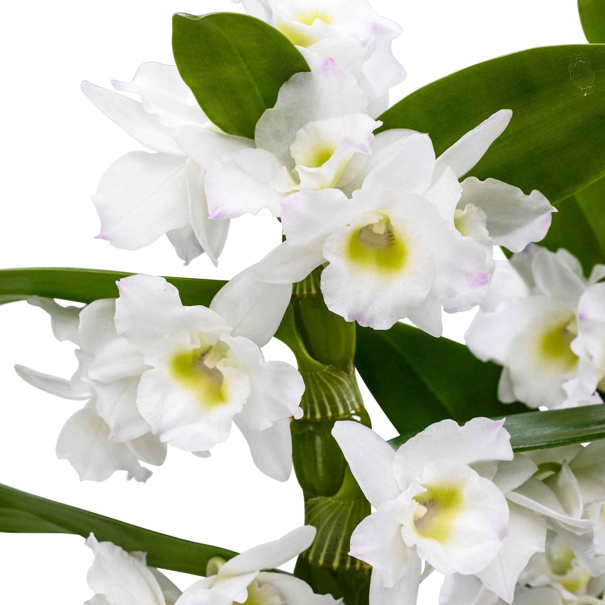 Orchidée Dendrobium ‘Spring Dream Apollon’  Blanc - Orchidées