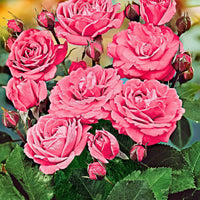 Rosier-tige Rosa 'Melrose' rose - Caractéristiques des plantes