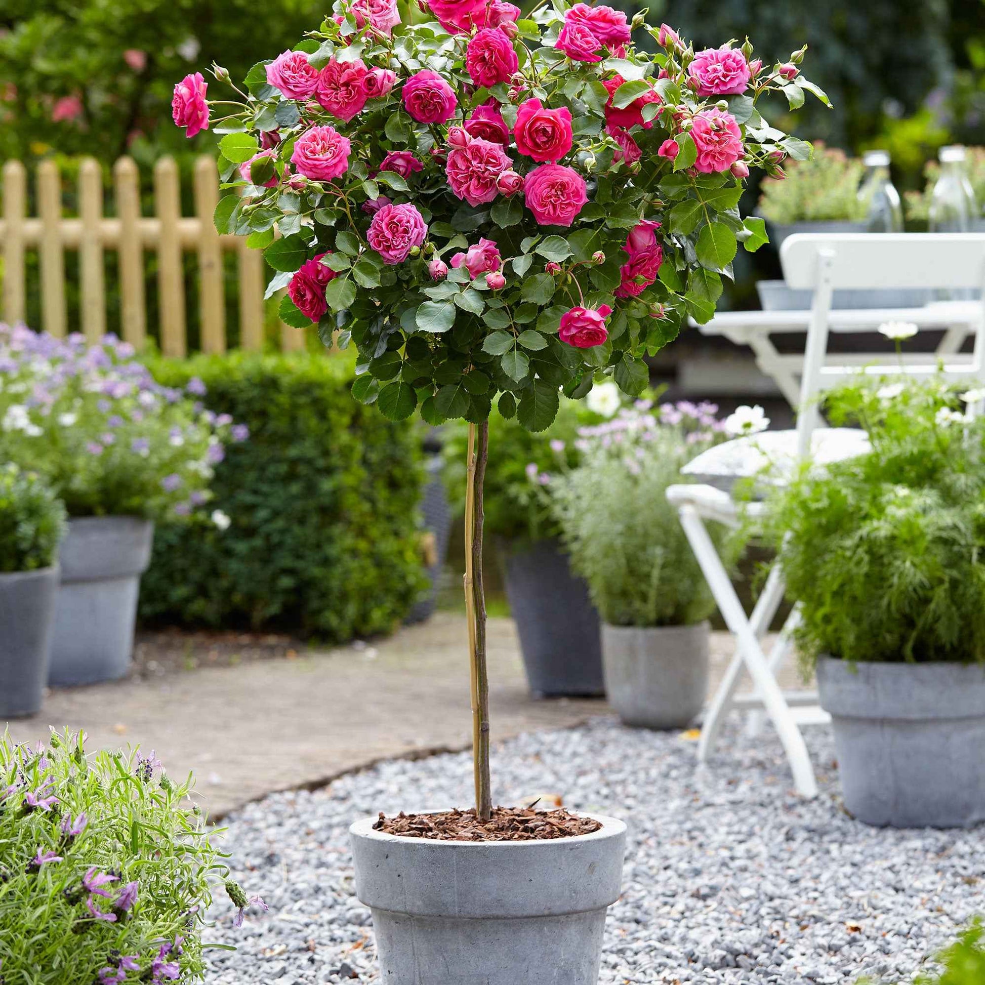 Rosier-tige Rosa 'Melrose' rose - Plants à racines nues - Plantes d'extérieur