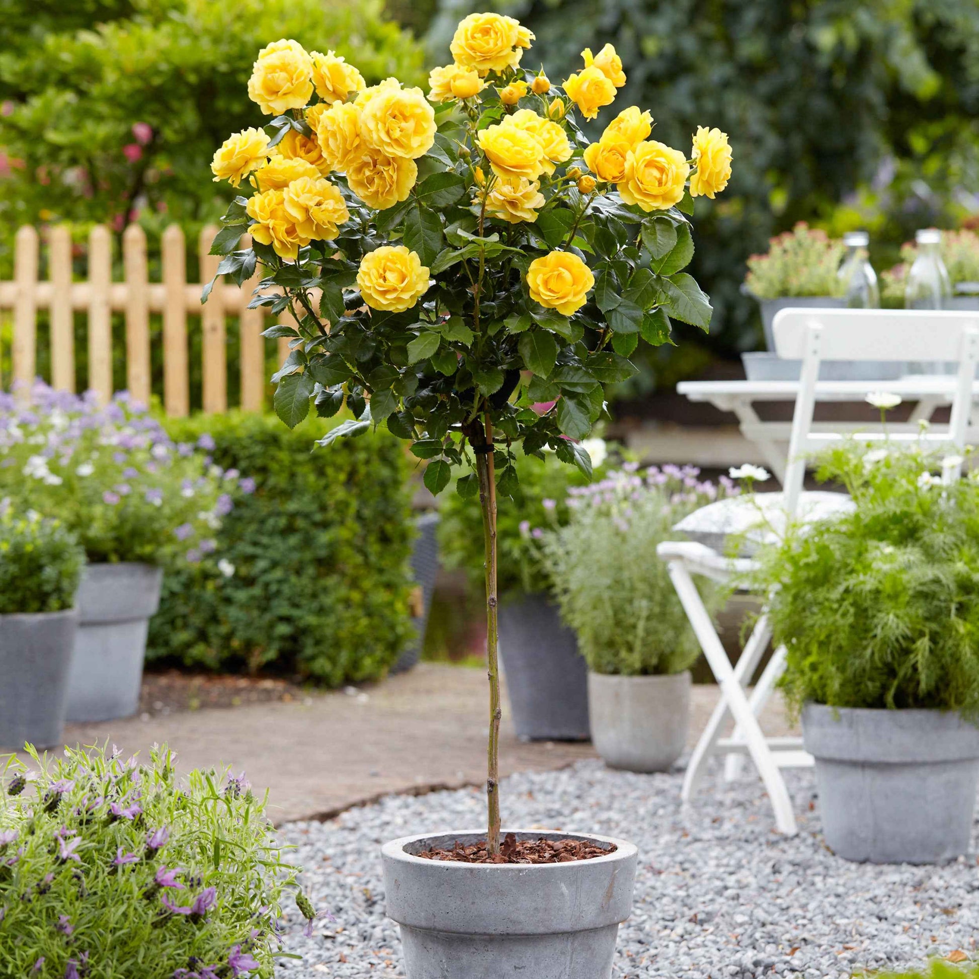 Rosier-tige Rosa 'Friesia'  Jaune  - Plants à racines nues - Arbustes