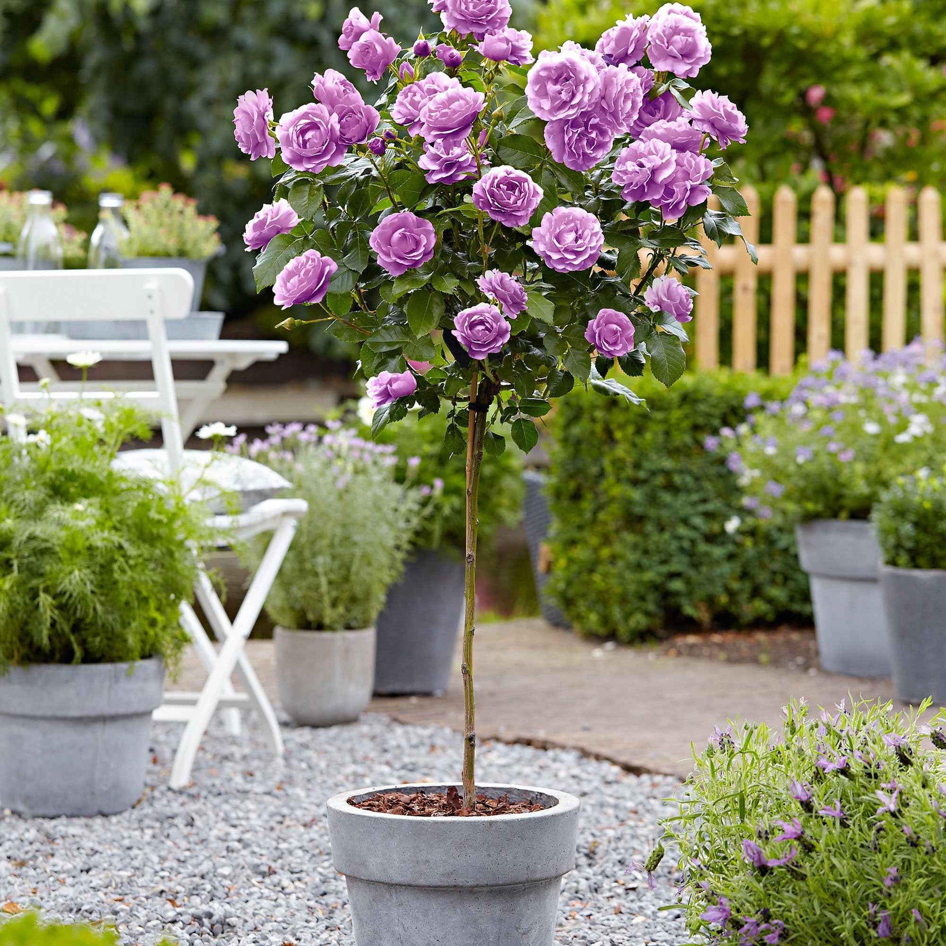 Rosier-tige Rosa 'Minerva' violet - Plants à racines nues - Plantes rustiques