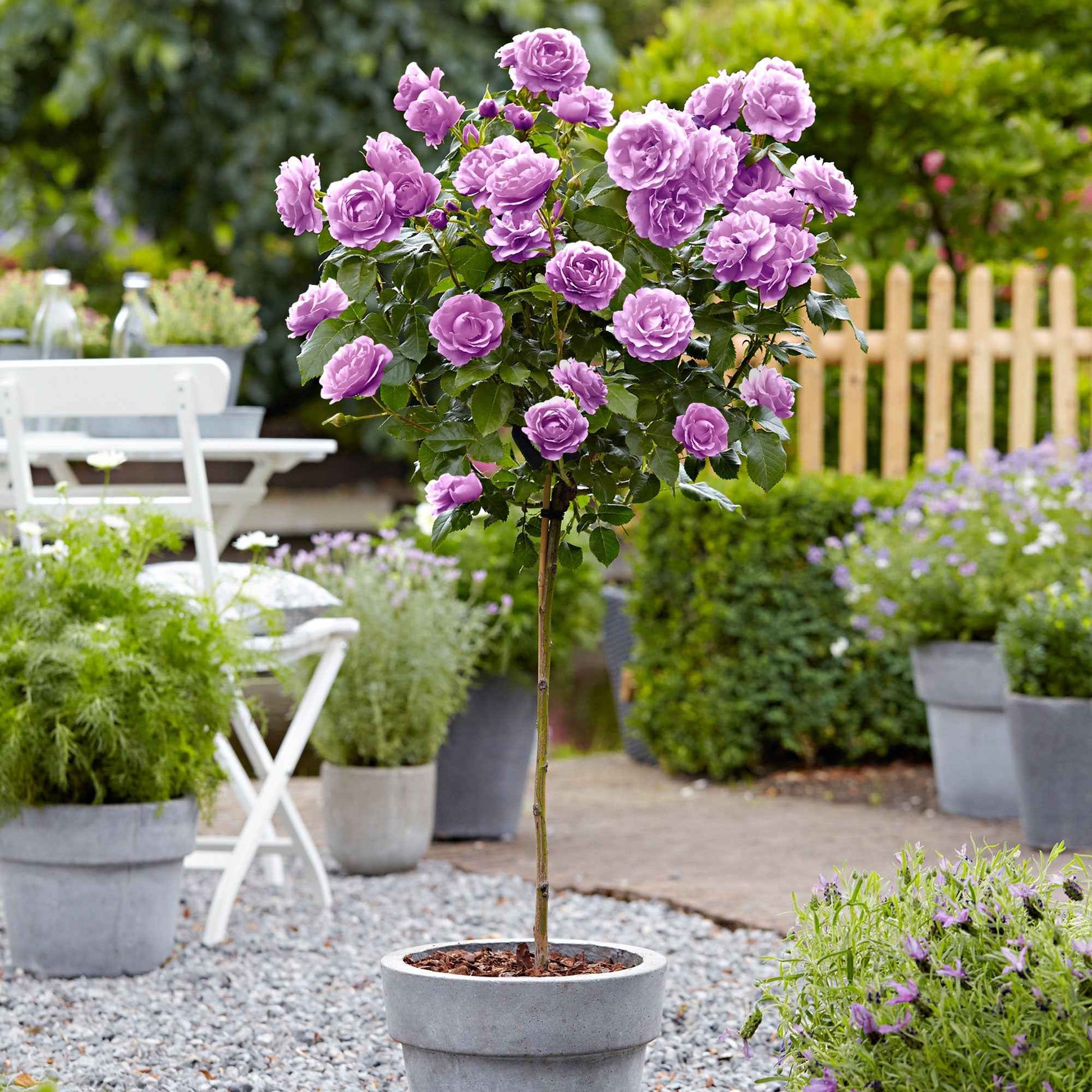 Rosier-tige Rosa 'Minerva' violet - Plants à racines nues - Arbustes