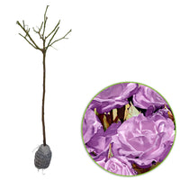 Rosier-tige Rosa 'Minerva' violet - Plants à racines nues - Arbustes sur tige