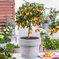Kumquat Citrus Citrus japonica  sur tige - Plantes avec cache-pot