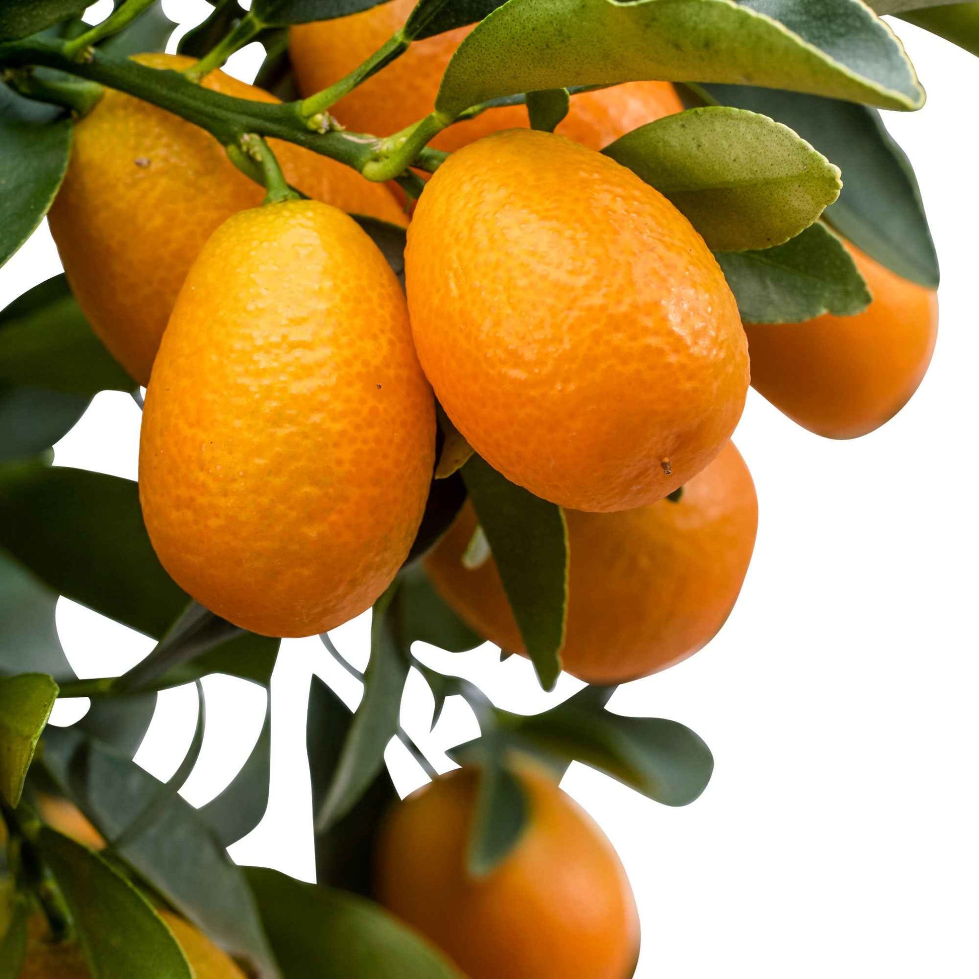 Kumquat Citrus Citrus japonica  sur tige - Autres fruits
