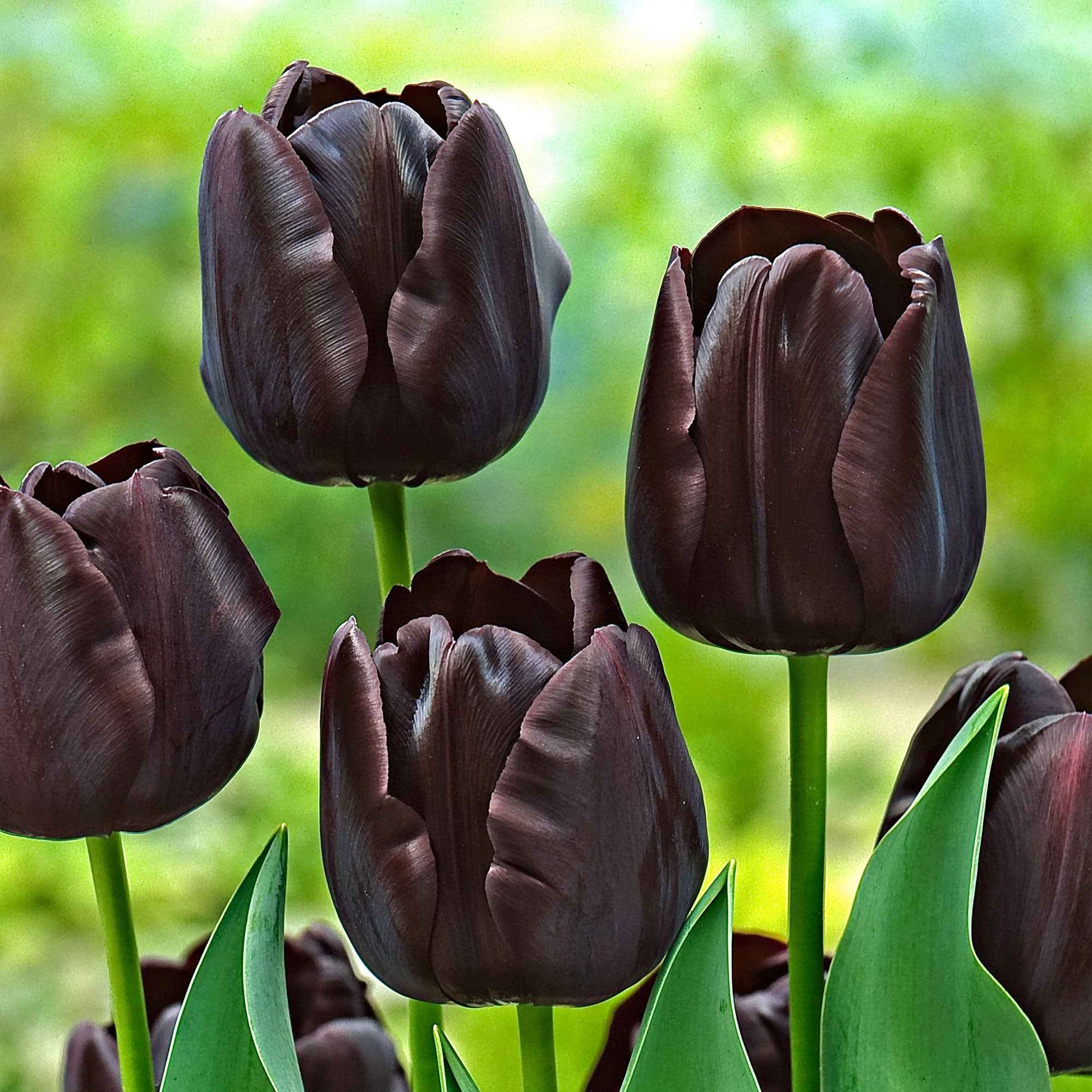 18x Tulipes Tulipa 'Paul Scherer' violet - Bulbes de fleurs populaires