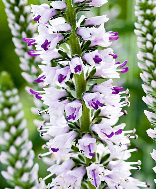 Véronique à longues feuilles 'Pink Eveline' - Plantes d'extérieur